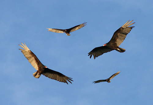 Turkey-Vultures-Circling.jpg