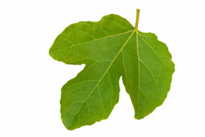 fig_leaf